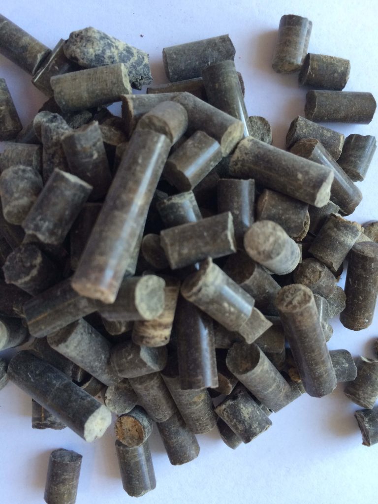 Marine algae Marine algae